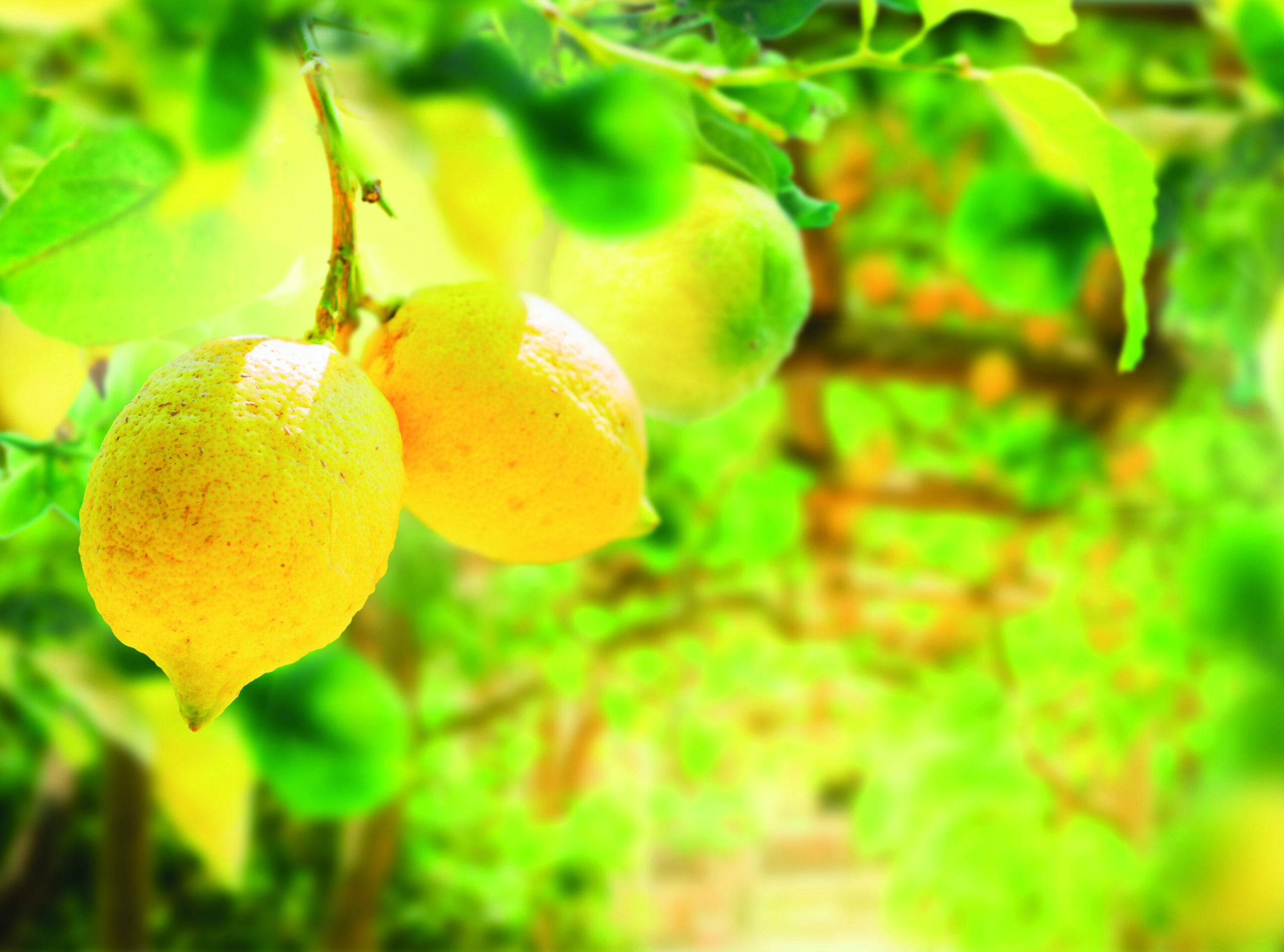 Sorrent und Besuch einer Zitronenplantage